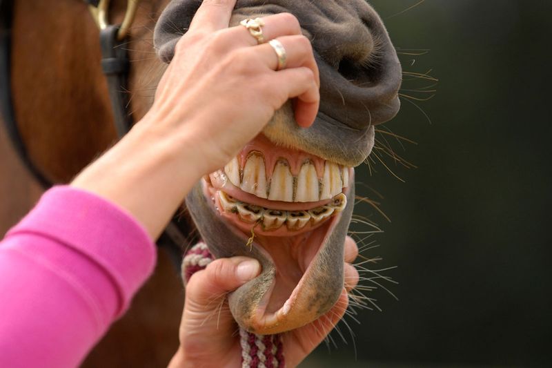 Как определить возраст лошади по зубам