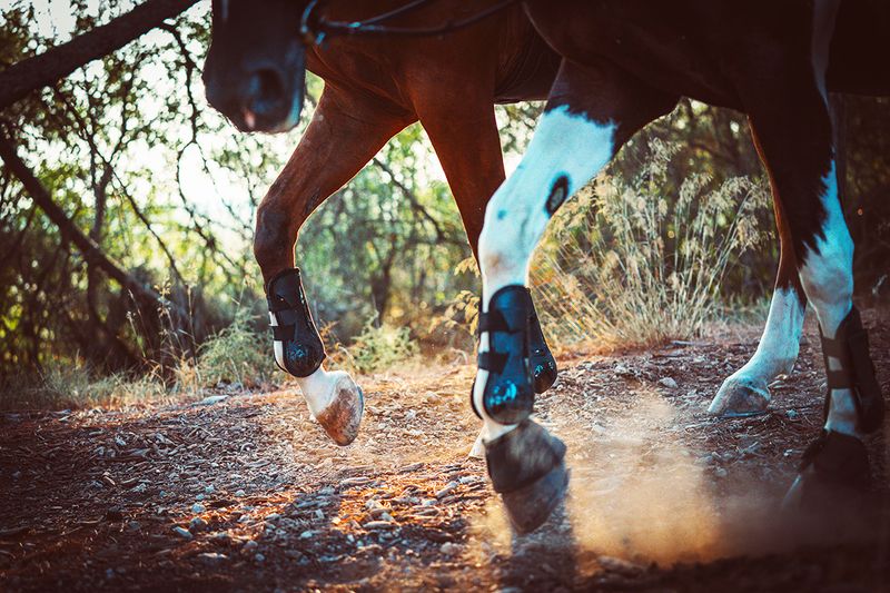 Как правильно выбрать ногавки для лошади
