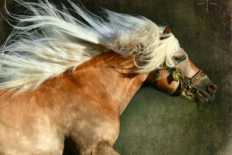 Зачем лошади нужна грива и как за ней ухаживать?