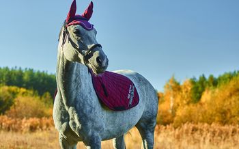 Седло для лошади: виды и описание