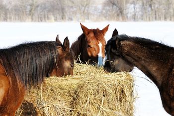 Особенности кормления лошадей в зимний период