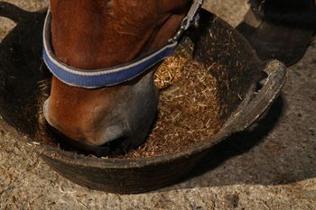 Полезные корма и подкормки для лошадей