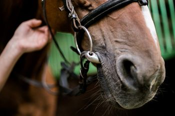 Правильный контакт со ртом лошади: как его добиться