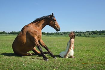 Приручение лошади: нюансы, особенности, знакомство с амуницией