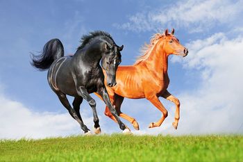 Советы по съемке лошадей: 10 полезных советов